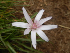 Scorzonera rosea