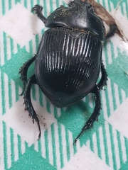Ceratotrupes