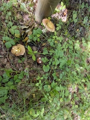 Russula favrei