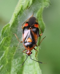 Deraeocoris ruber