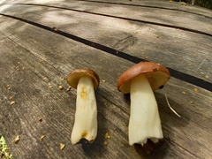Russula favrei