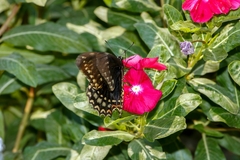 Papilio menatius morelius