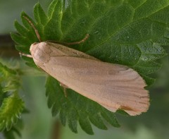 Eilema depressa