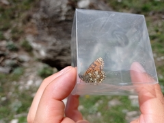 Melitaea varia