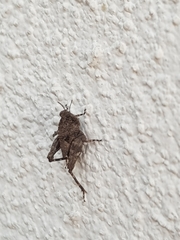 Tetrix nodulosa