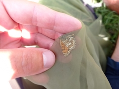 Melitaea varia