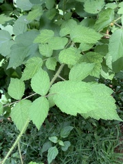 Rubus phoenicolasius
