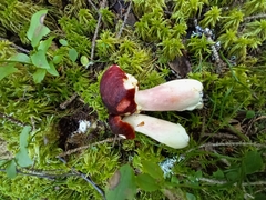 Russula rhodopus