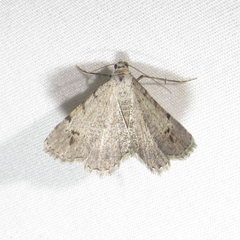 Frederickia disparcata
