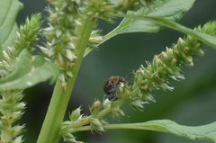 Penthobruchus germaini