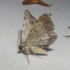 Frederickia disparcata