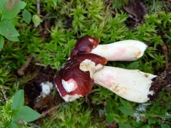 Russula rhodopus