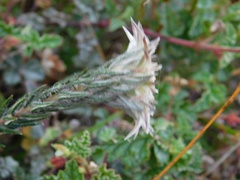 Phylica calcarata