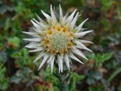 Phylica calcarata