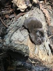 Sorex sonomae
