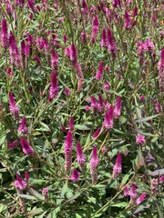 Celosia