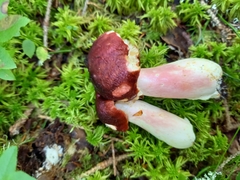 Russula rhodopus