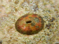 Fissurella asperella