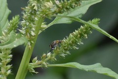 Penthobruchus germaini