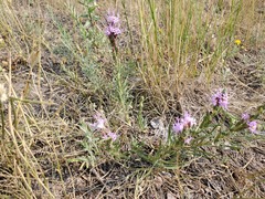 Liatris