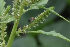 Penthobruchus germaini