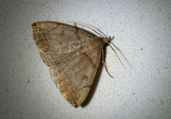 Zanclognatha laevigata