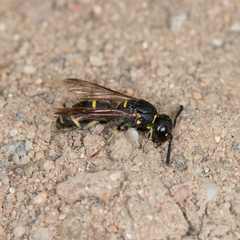 Parancistrocerus pensylvanicus
