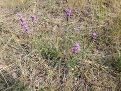 Liatris