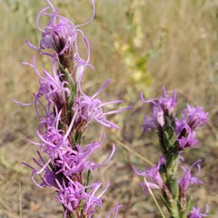 Liatris