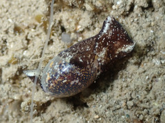 Haminoea exigua