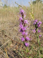 Liatris