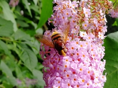 Volucella zonaria