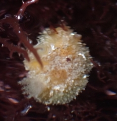 Thordisa bimaculata