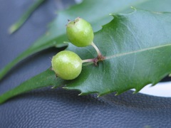 Phyllonoma laticuspis