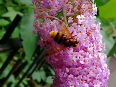 Volucella zonaria