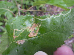 Agromyza alnibetulae