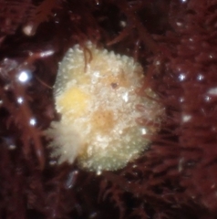 Thordisa bimaculata