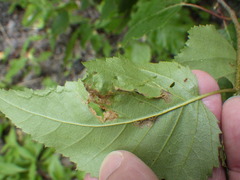 Agromyza alnibetulae
