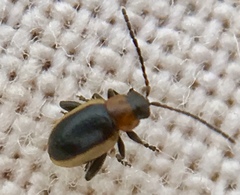 Longitarsus dorsalis