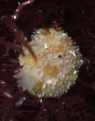 Thordisa bimaculata
