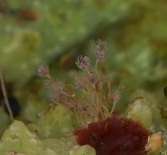 Tubulariidae
