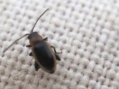 Longitarsus dorsalis