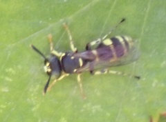 Ammatomus