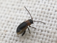 Longitarsus dorsalis