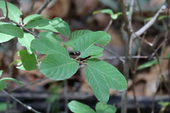 Frangula betulifolia
