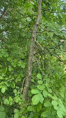 Fraxinus latifolia