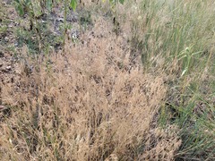 Bromus tectorum