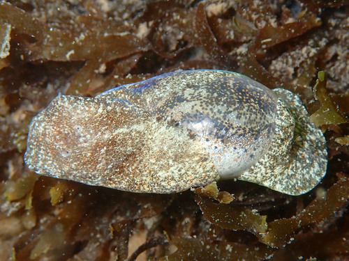 Haminoea navicula