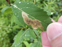 Agromyza valdorensis