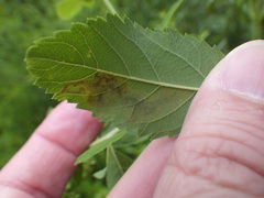 Agromyza valdorensis